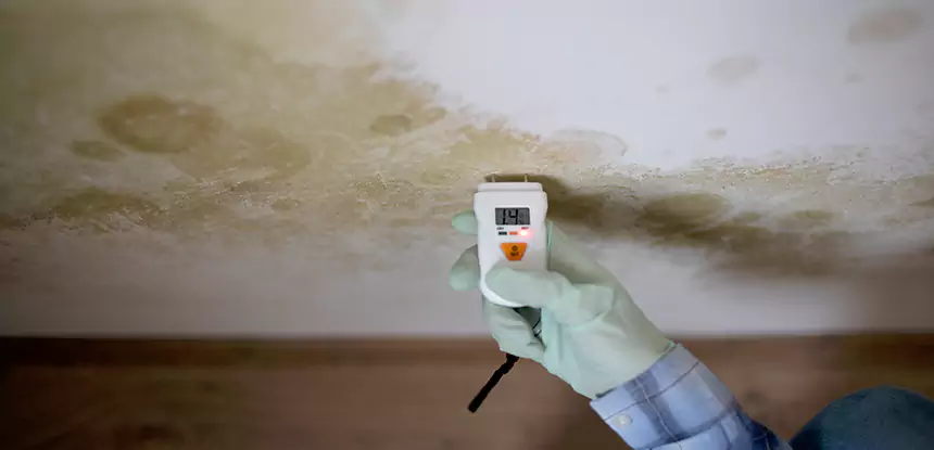 Emergency Mold Remediation in Talking Rock
