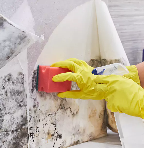 Why Talking Rock Trusts Talking Rock Restoration Pro for Mold and Water Restoration?